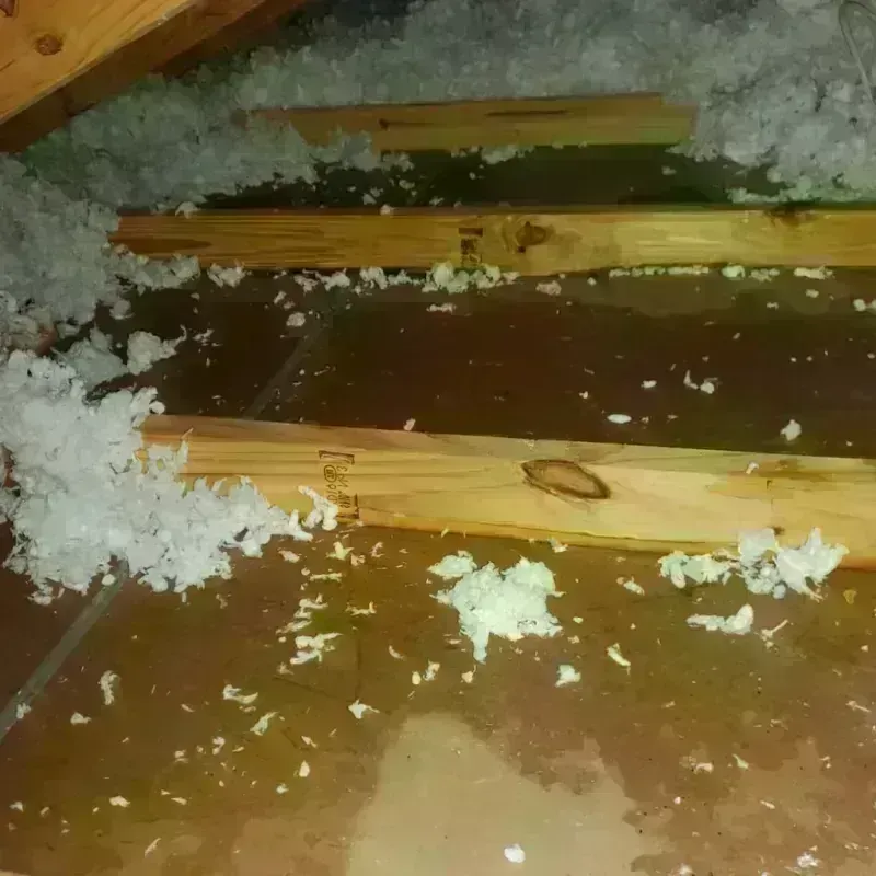 Best Attic Water Damage Service in Ryland Heights, KY